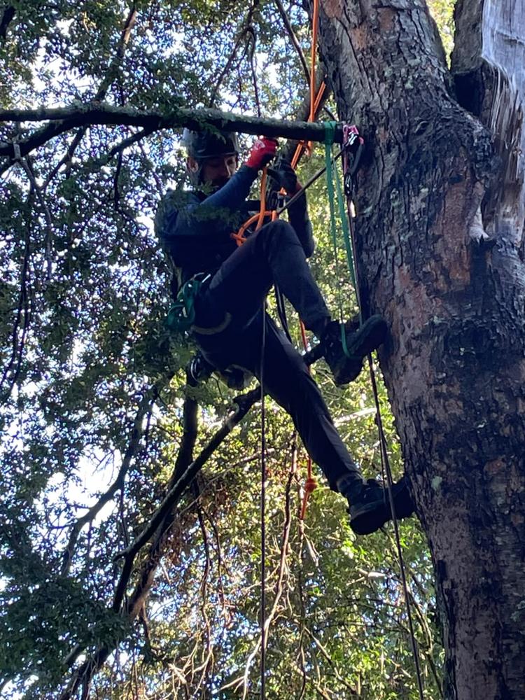 Técnico ANCORD ascendiendo por cuerda junto al tronco de un coihue