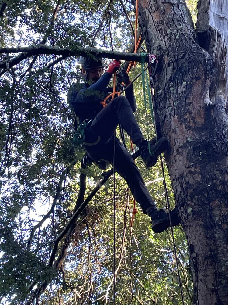Técnico ANCORD podando en cuerda la copa de un coihue en Pucón